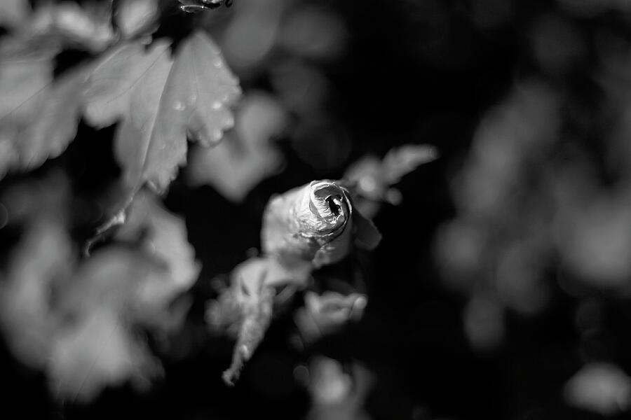 One Bud - October 2024 Photograph by Joseph A Langley One Bud - October 2024 Photograph by Joseph A Langley