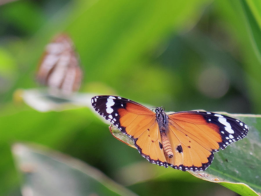 One Butterfly Eyeing Another Photograph by Matthew Bamberg
