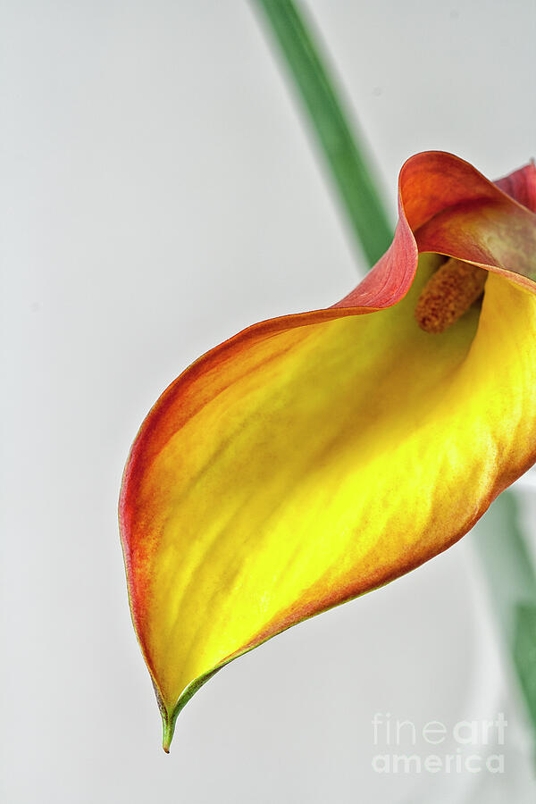 One Calla Photograph by Renata Natale - Fine Art America