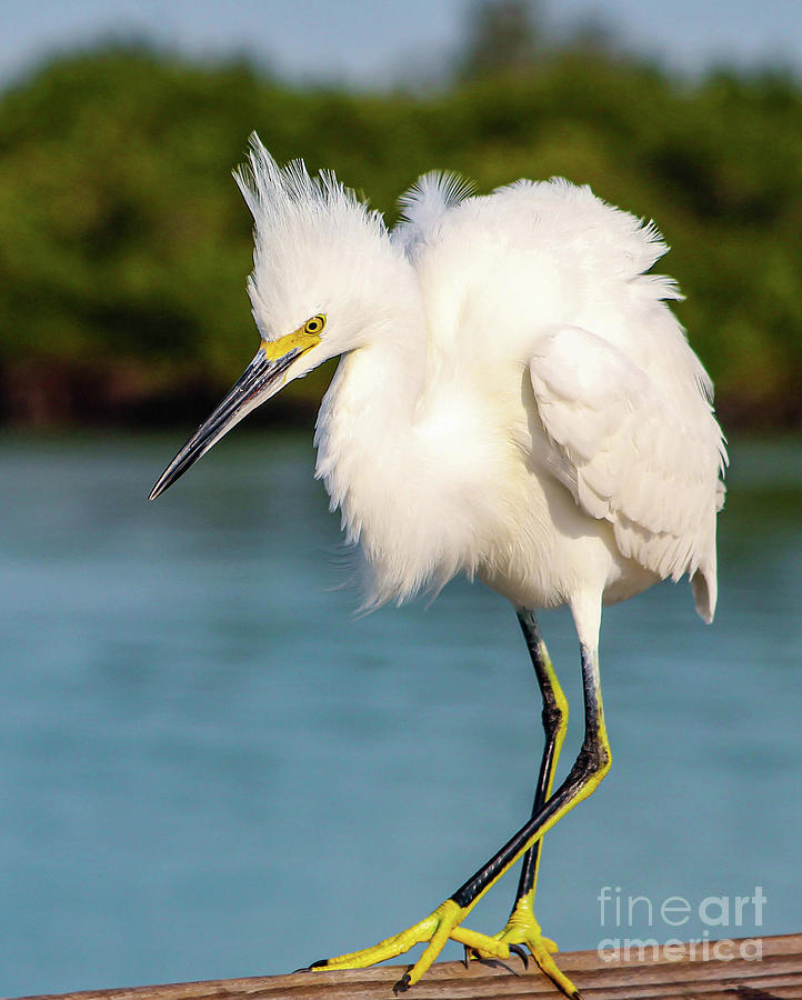 One Cool Egret Photograph by Joanne Carey
