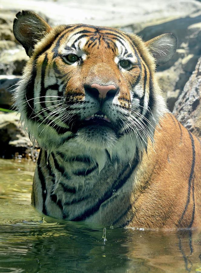 Tiger Photograph - One Cool Tiger by Richard Bryce and Family