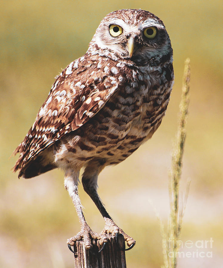 One Cute Owl Photograph by Joanne Carey