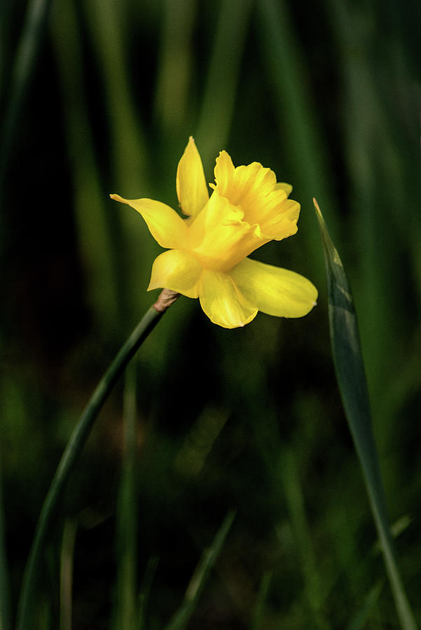One Daffodil Photograph by Don Johnson