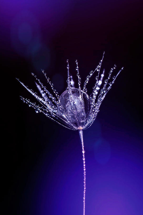 One Dandelion Seed Photograph by Sandi Kroll