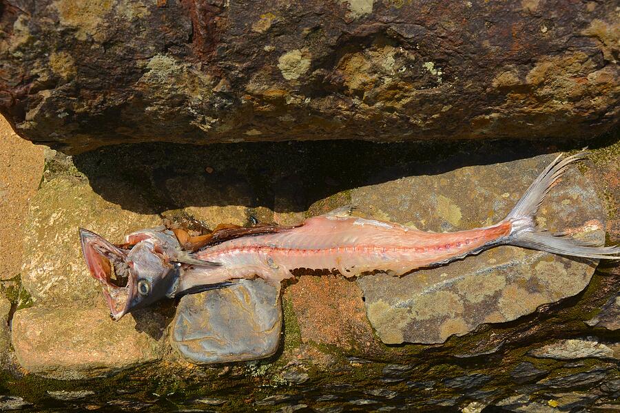 One dried filleted fish on a rock at main pier in the town of Paraty, Rio de Janeiro Photograph by Markus Daniel
