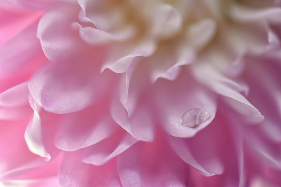 Flower Photograph - One Drop by Sandi Kroll