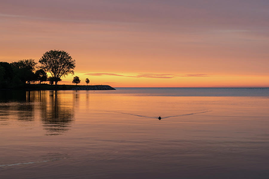 One Duck Sunup - Silky Tangerine Sunrise on the Lake Photograph by Georgia Mizuleva