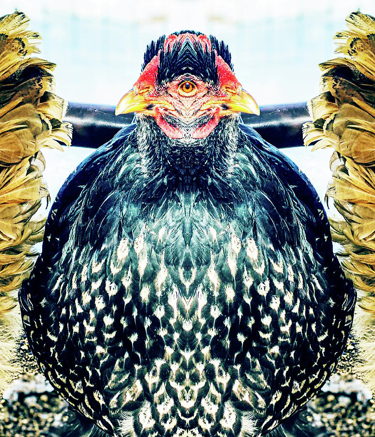 One Eyed Cock Photograph