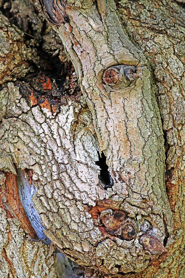 One Eyed Mulberry Photograph by Debbie Oppermann