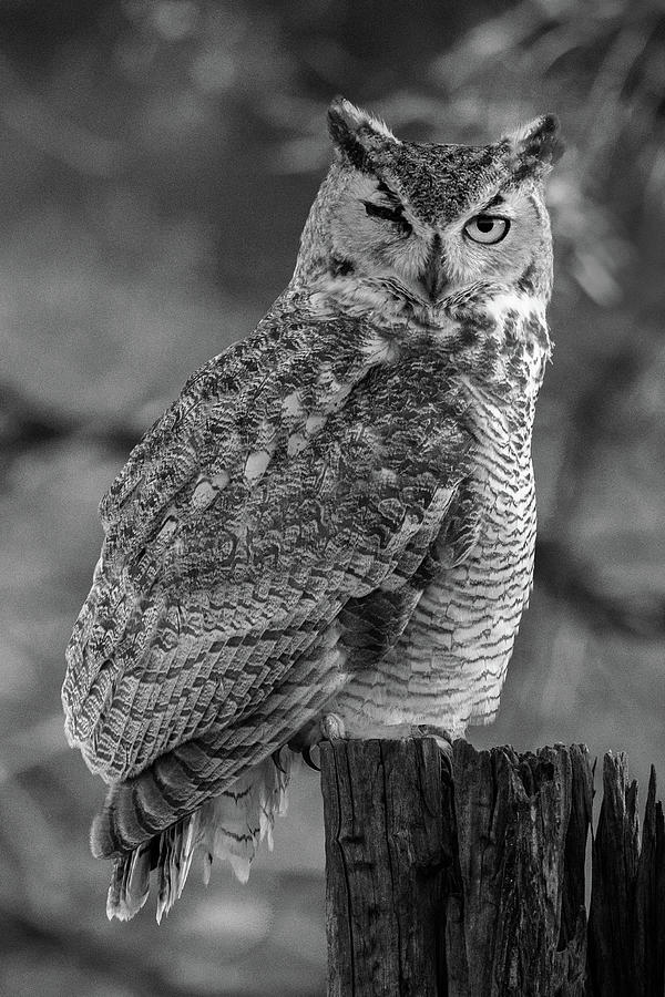 One Eyed Owl Black and White Photograph by Steve Templeton