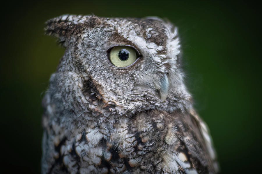 One Eyed Owl Photograph by John Kirkland