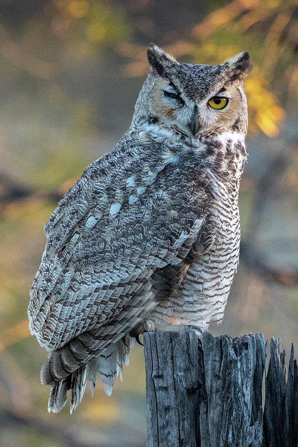 One Eyed Owl Photograph by Steve Templeton