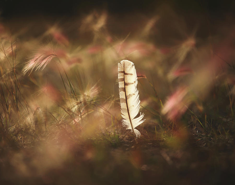 One Feather Photograph by J C