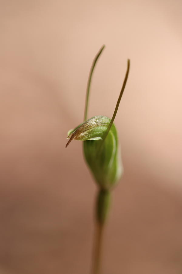 Orchid Photograph - One Green Orchid by Michaela Perryman