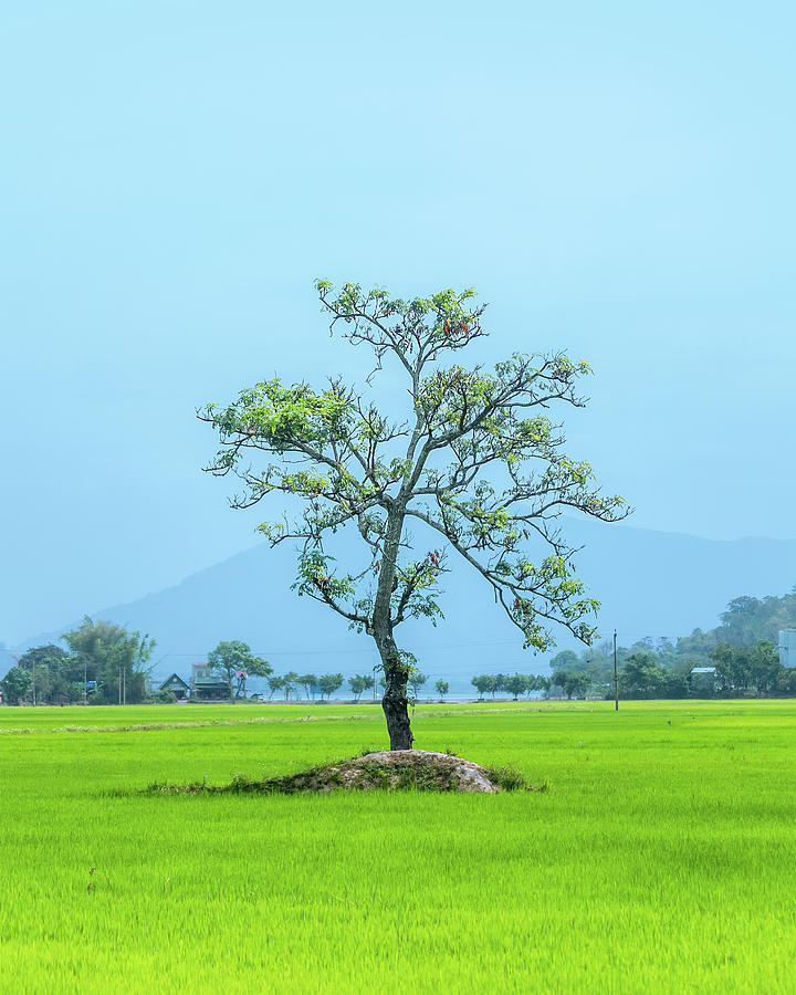 One Green Tree Photograph by Khanh Bui Phu