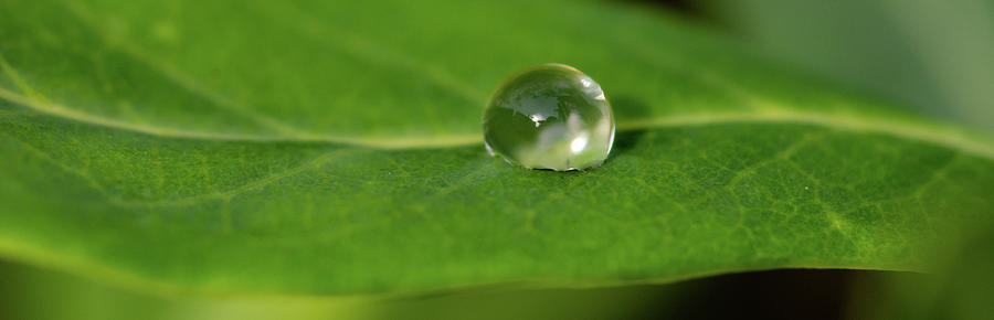 One Green Waterdrop Photograph by Crystal Wightman