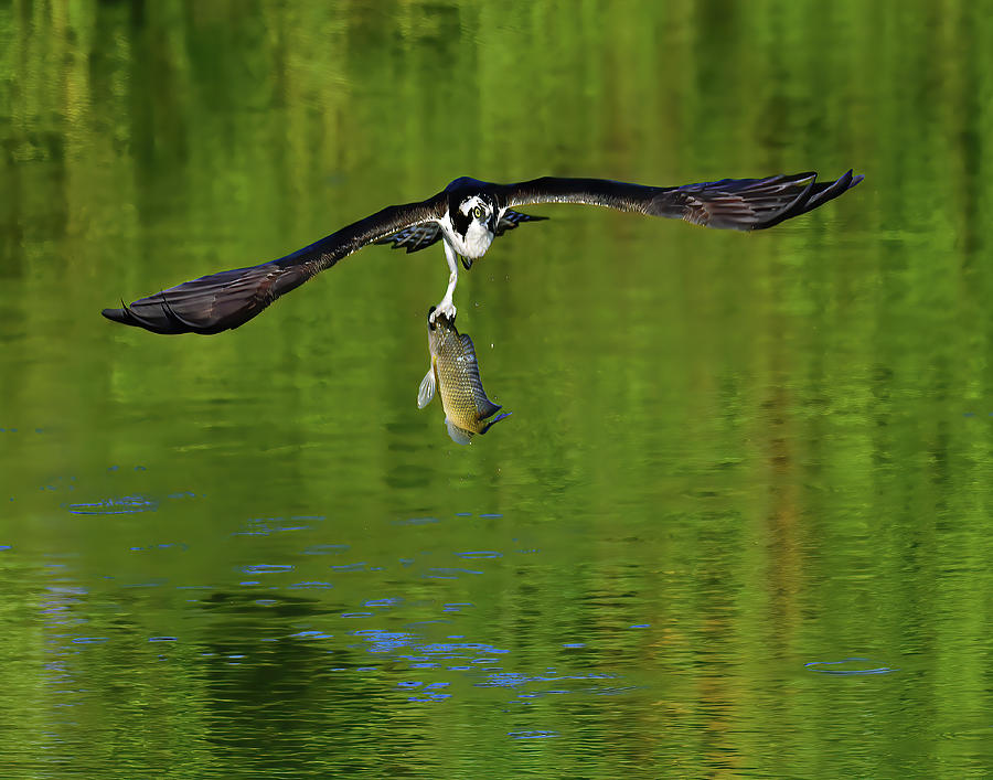 Hawk Photograph - One Handed Catch by Stuart Harrison