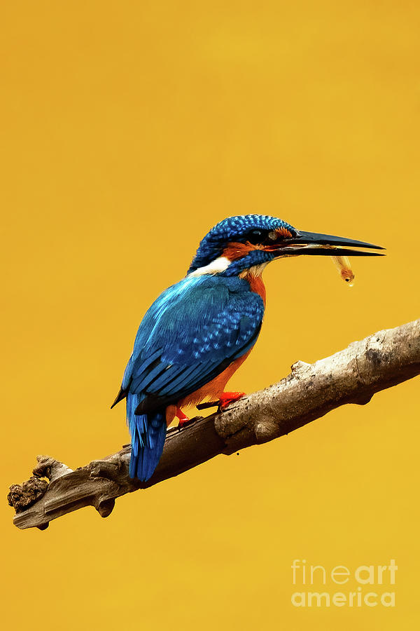 One Happy Kingfisher  Photograph by Venura Herath