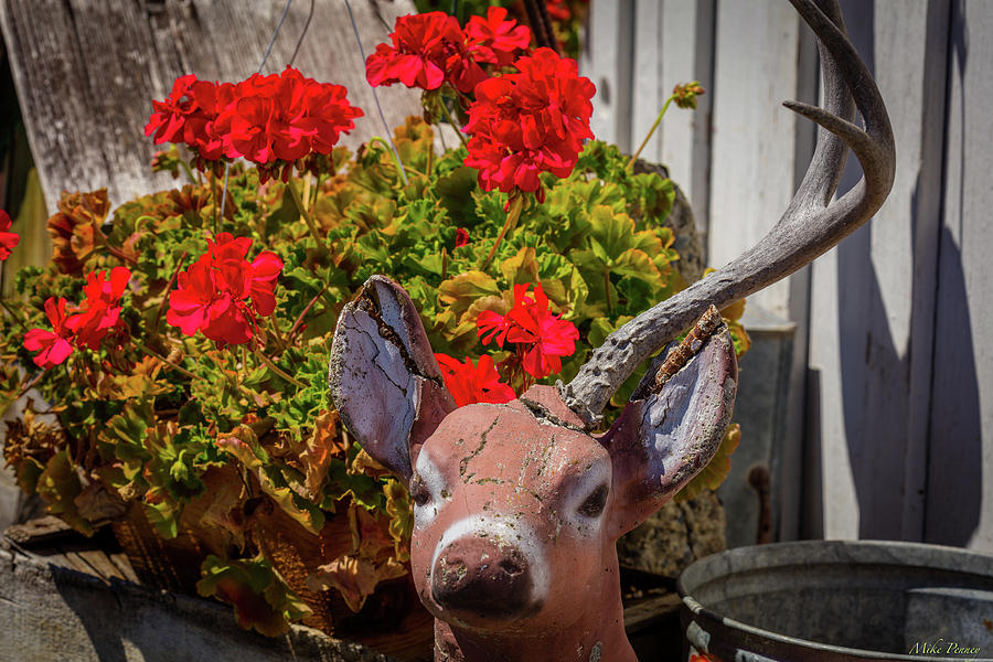 One Horned Deer Photograph