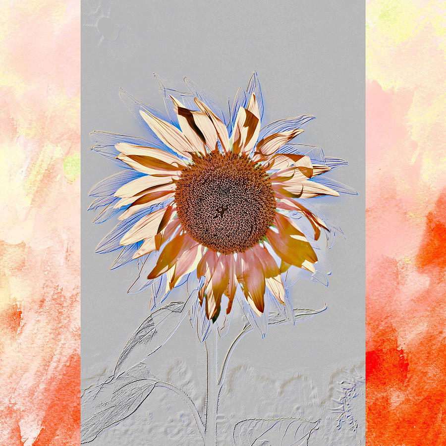 One Hot Old Sunflower Photograph by Diane Lindon Coy