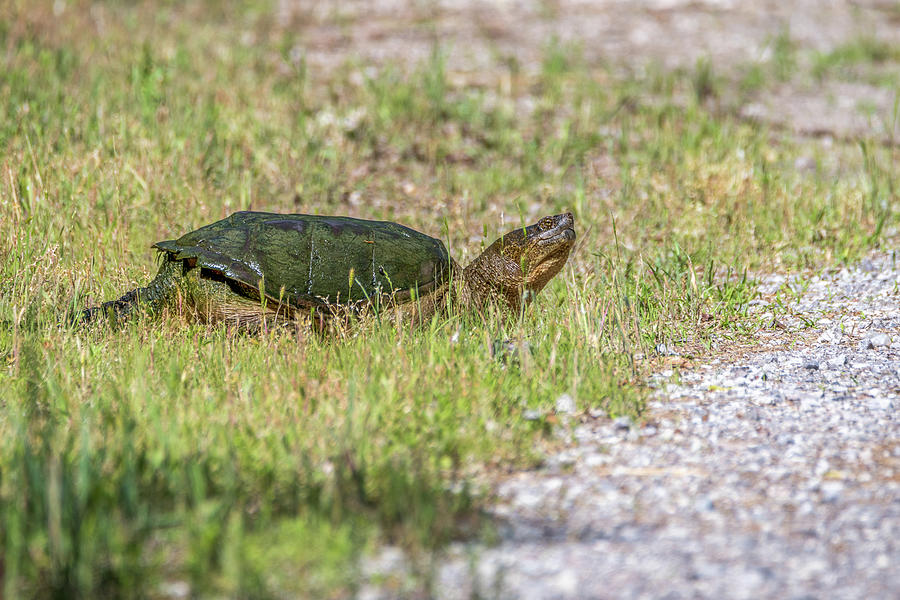 One Huge Turtle Photograph by Debra Martz