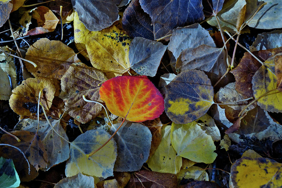 One Leaf Photograph by Jeremy Rhoades