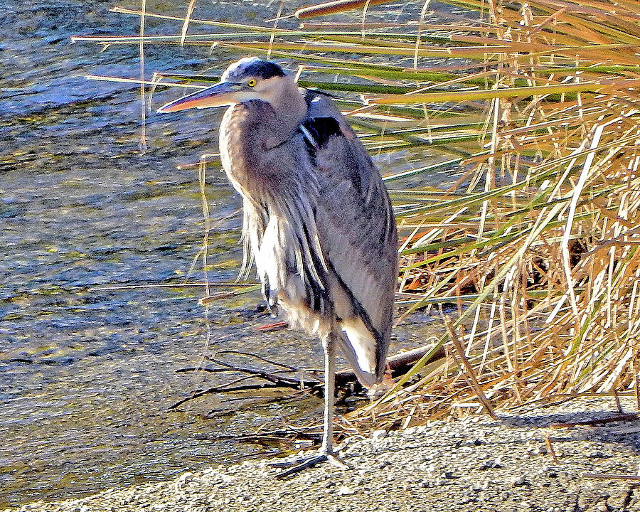 One-legged Blue Heron Photograph by Andrew Lawrence