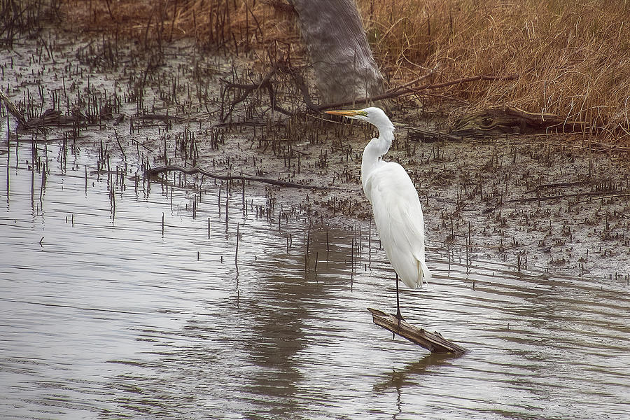 Nature Photograph - One Legged Egret by Steve Rich