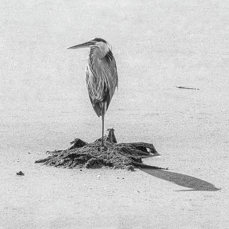 One Legged Heron Photograph by Gordon Ripley