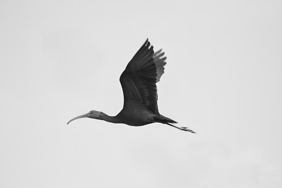 One Little Black Bird Photograph by Montez Kerr