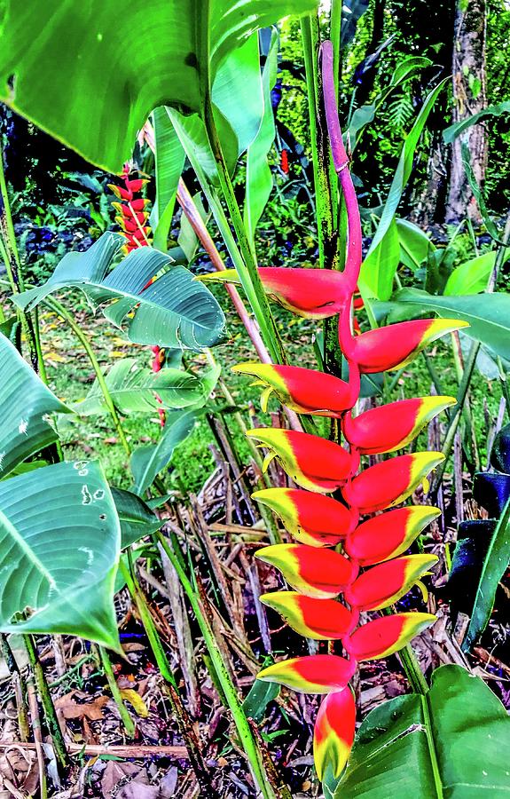 One Lobster Claw Heliconia Aloha  Photograph by Joalene Young