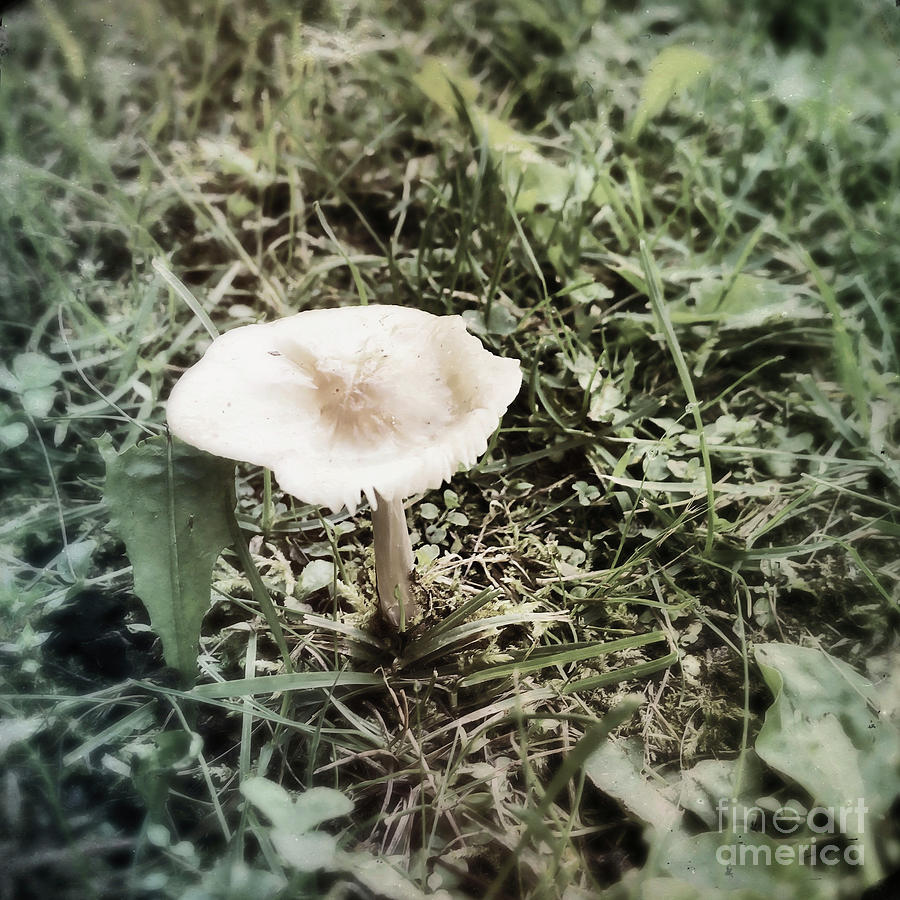 One Lonely Mushroom Photograph by Onedayoneimage Photography