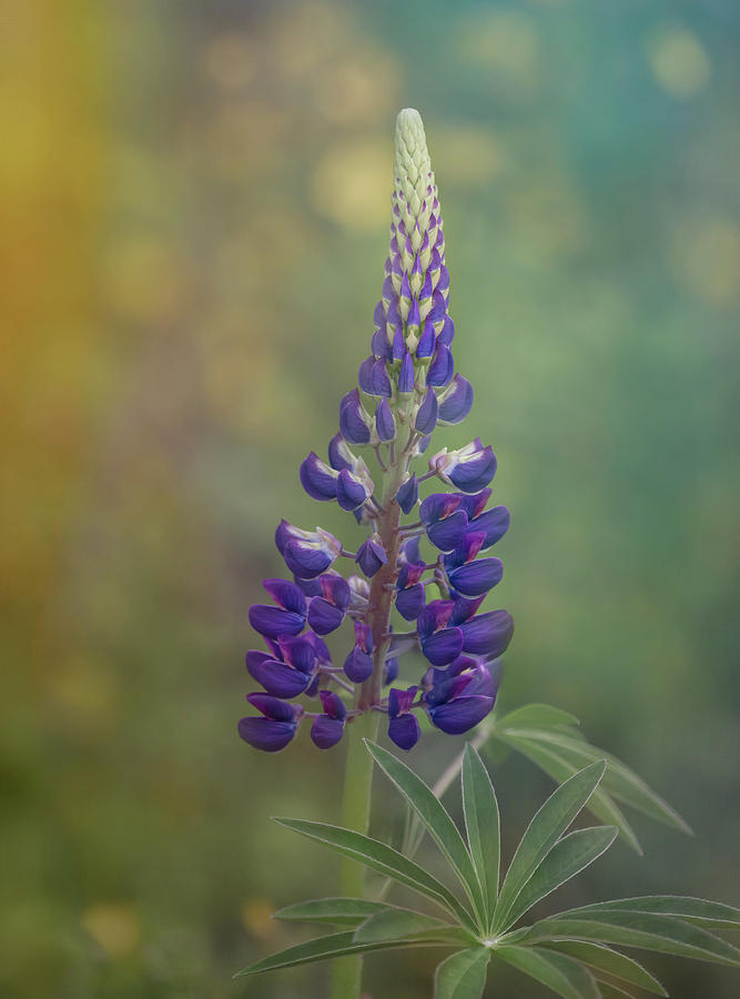 One Lupine in Nature  Photograph by Sylvia Goldkranz