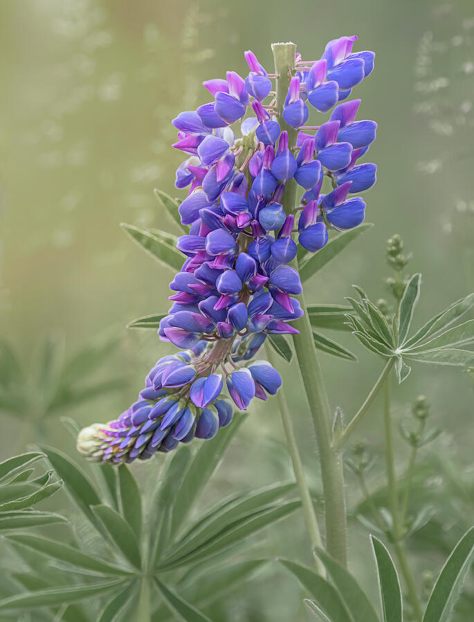 One Lupine Still Standing Photograph by Sylvia Goldkranz