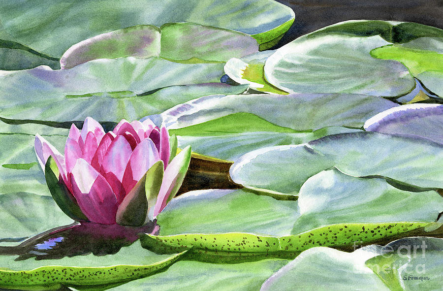 Lily Painting - One Magenta Colored Water Lily with Gray Green Pads by Sharon Freeman