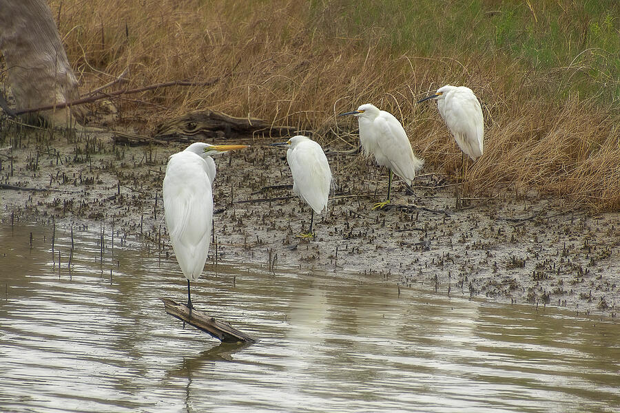 Egret Photograph - Great White Egret - Talking with Three Snowy Egrets by Steve Rich