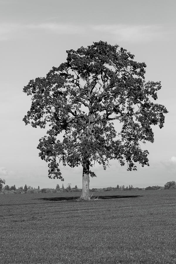 One Oak Tree in a Field Photograph by Catherine Avilez