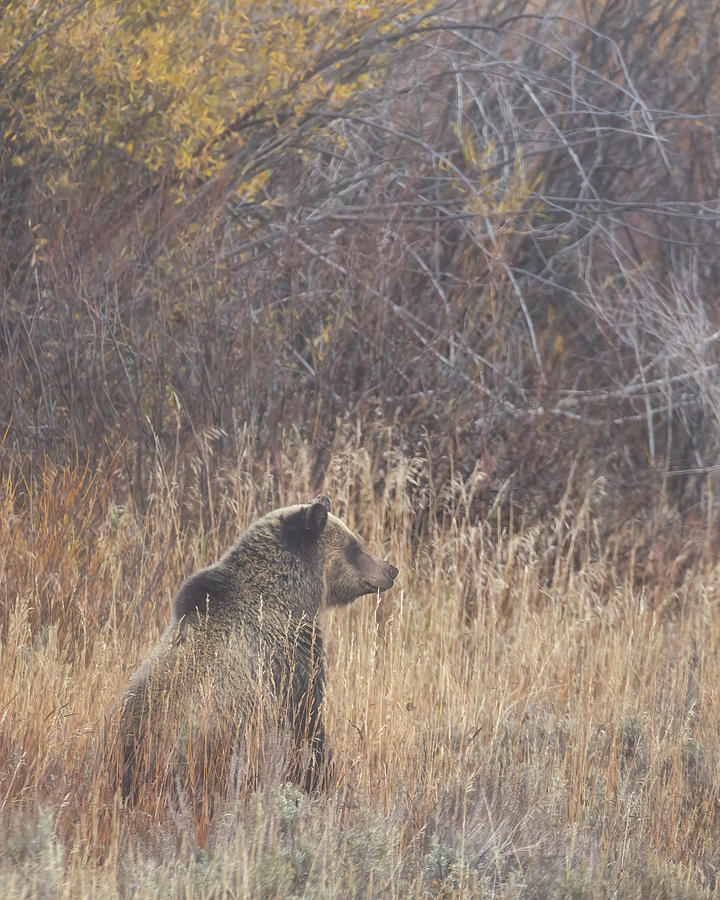 One of Grizzly 610 Cubs Looking to See if Others are Ready to L Photograph by Belinda Greb