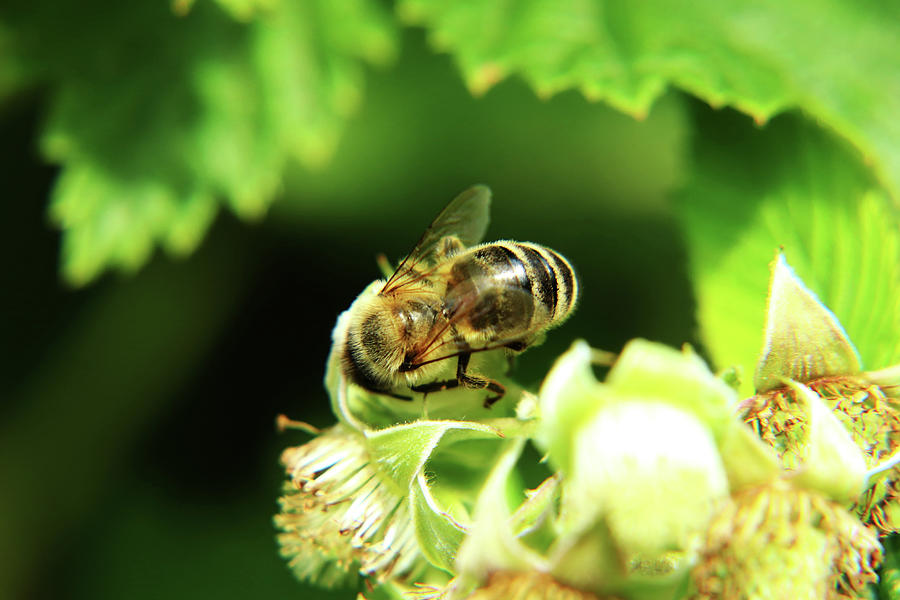 One Of Small European Honey Bee Sitting On Raspberry Bloom On Garden Photograph