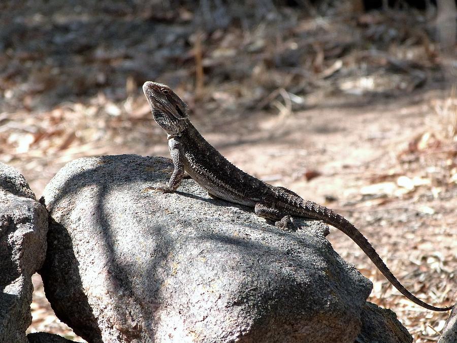 One of the Bearded Dragons in the garden. Photograph by Rita Blom ...