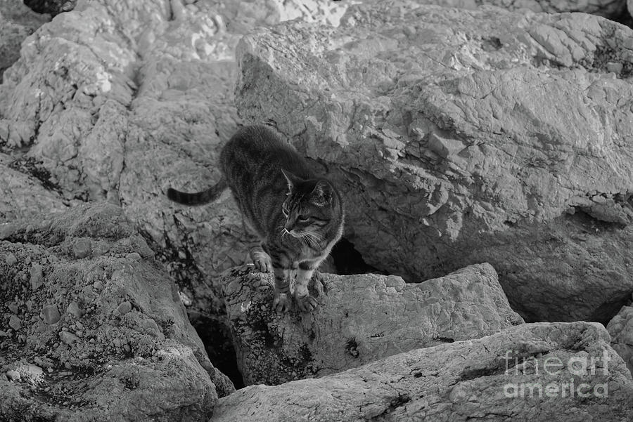 One of the famous Torremolinos Cats, Spain. June 2023. in black and white Photograph by Pics By Tony