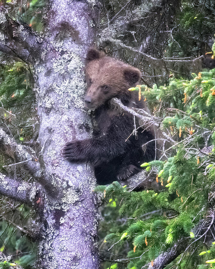 One of the Old Sows Cubs In the Tree, No. 2 Photograph by Belinda Greb