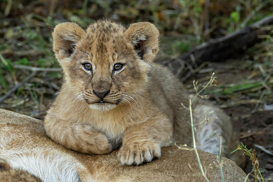 One Of Three Cubs Photograph by MaryJane Sesto