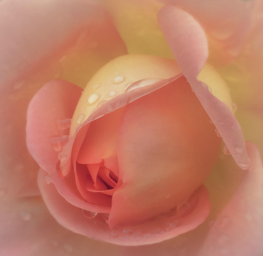 One Orange Rose Photograph by Sylvia Goldkranz