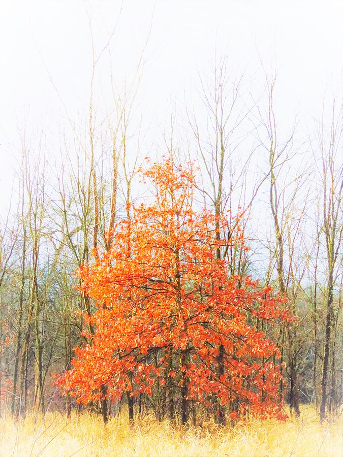 Tree Photograph - One Orange Tree  by Lori Frisch