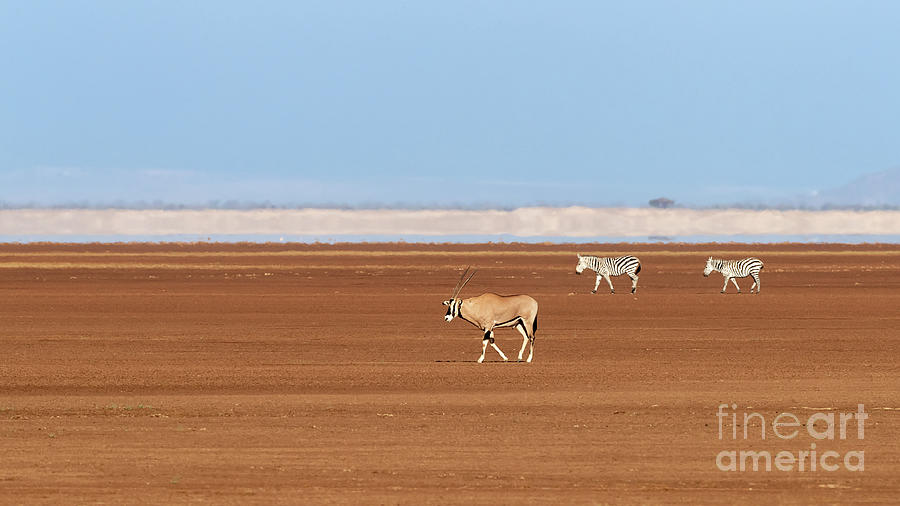 One oryx and two zebra in Amboseli Photograph by Jane Rix