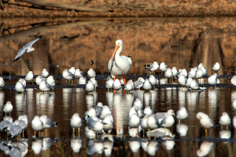 One Pelican Surrounded by Gulls Photograph by Sandra Js