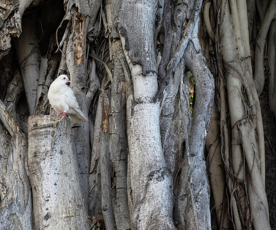 One Pigeon in a Banyan Tree Photograph by James C Richardson