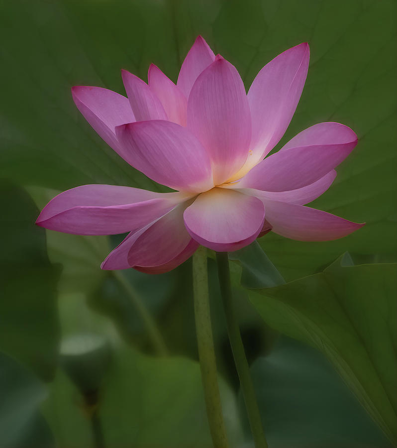 One Pink Lotus Photograph by Sylvia Goldkranz