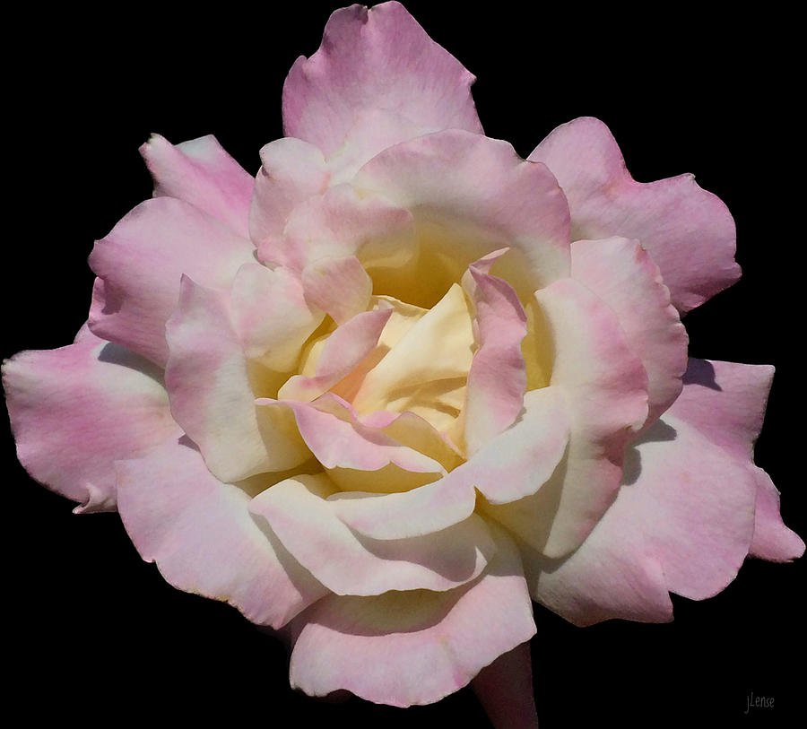 One Pink Rose  Photograph by JoAnn Lense